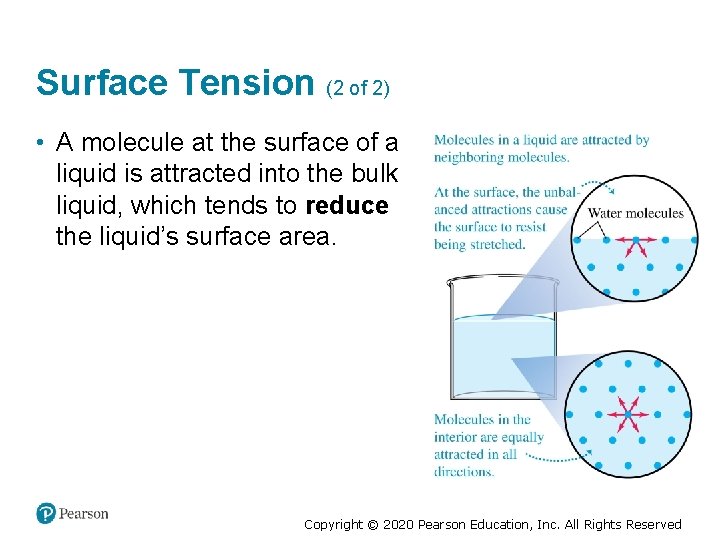 Surface Tension (2 of 2) • A molecule at the surface of a liquid