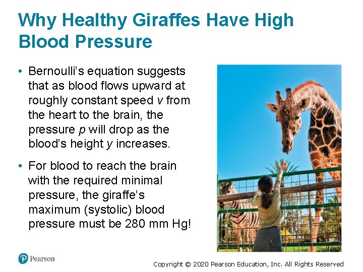 Why Healthy Giraffes Have High Blood Pressure • Bernoulli’s equation suggests that as blood