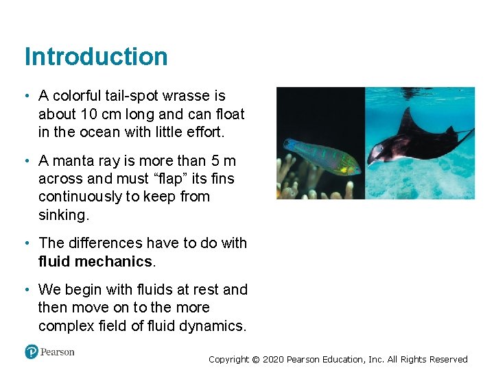 Introduction • A colorful tail-spot wrasse is about 10 cm long and can float