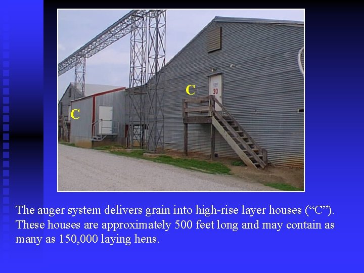 C C The auger system delivers grain into high-rise layer houses (“C”). These houses