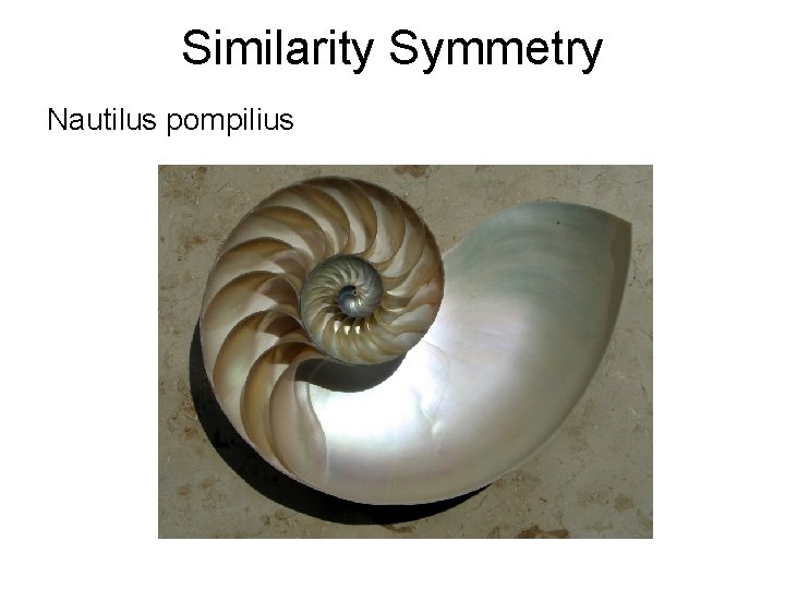 Similarity Symmetry Nautilus pompilius 