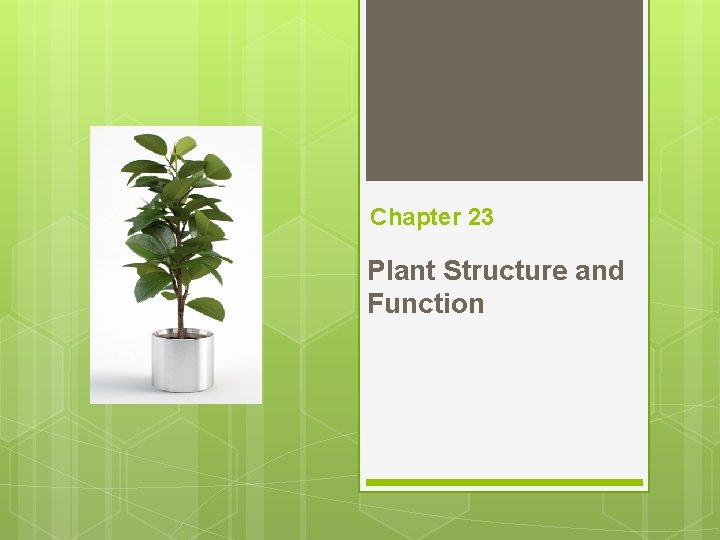 Chapter 23 Plant Structure and Function 23 1
