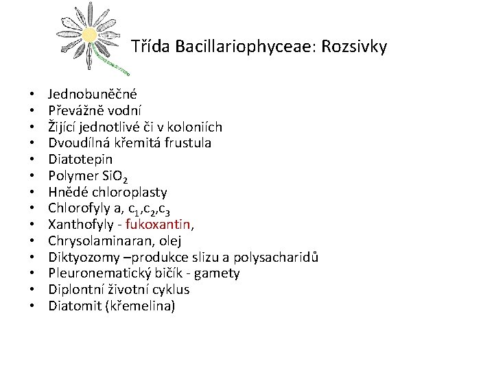 Třída Bacillariophyceae: Rozsivky • • • • Jednobuněčné Převážně vodní Žijící jednotlivé či v
