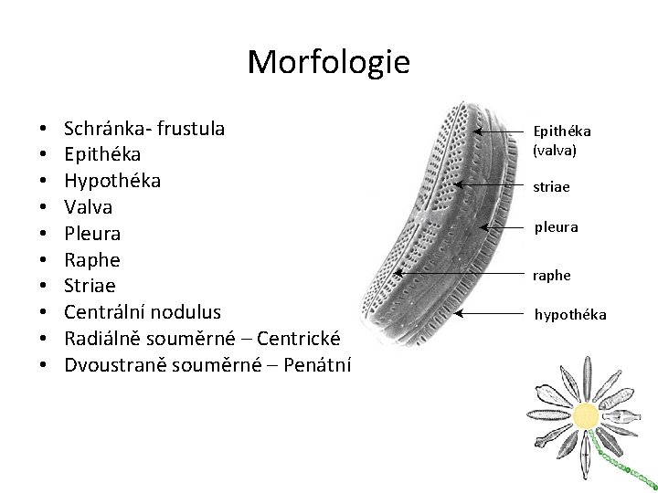 Morfologie • • • Schránka- frustula Epithéka Hypothéka Valva Pleura Raphe Striae Centrální nodulus