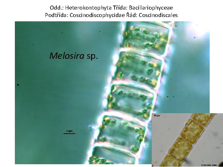 Odd. : Heterokontophyta Třída: Bacillariophyceae Podtřída: Coscinodiscophycidae Řád: Coscinodiscales Melosira sp. © orig. Uher