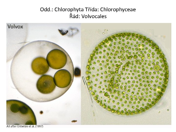 Odd. : Chlorophyta Třída: Chlorophyceae Řád: Volvocales 