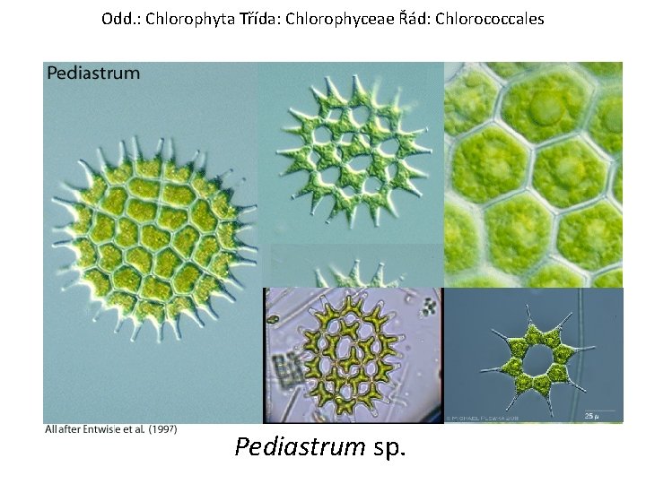 Odd. : Chlorophyta Třída: Chlorophyceae Řád: Chlorococcales Pediastrum sp. 