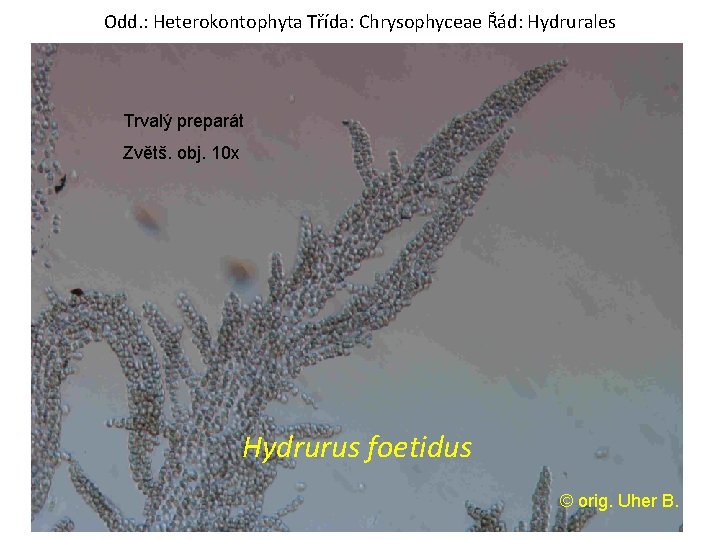 Odd. : Heterokontophyta Třída: Chrysophyceae Řád: Hydrurales Trvalý preparát Zvětš. obj. 10 x Hydrurus