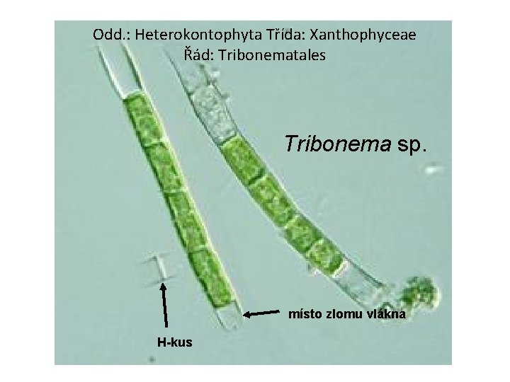 Odd. : Heterokontophyta Třída: Xanthophyceae Řád: Tribonematales Tribonema sp. místo zlomu vlákna H-kus 