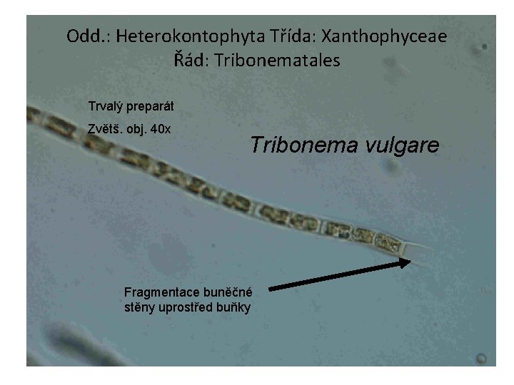 Odd. : Heterokontophyta Třída: Xanthophyceae Řád: Tribonematales Trvalý preparát Zvětš. obj. 40 x Tribonema