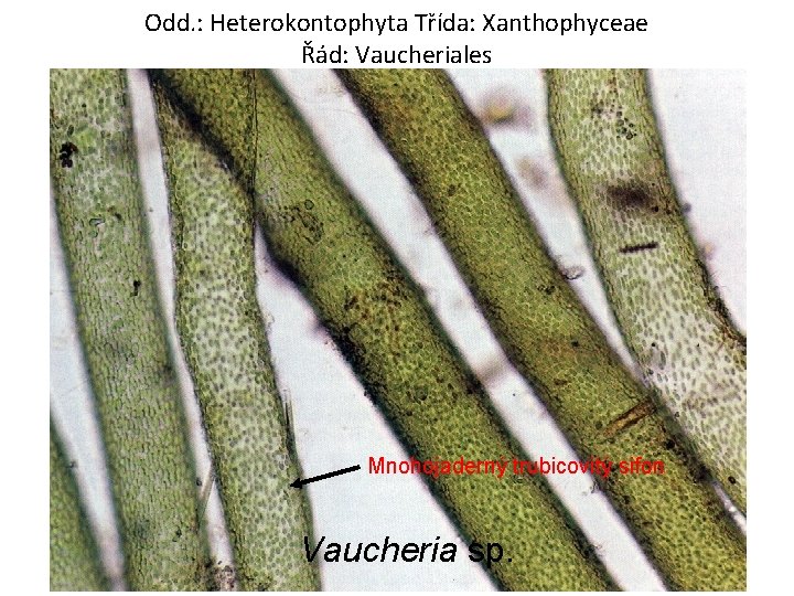 Odd. : Heterokontophyta Třída: Xanthophyceae Řád: Vaucheriales Mnohojaderný trubicovitý sifon Vaucheria sp. 