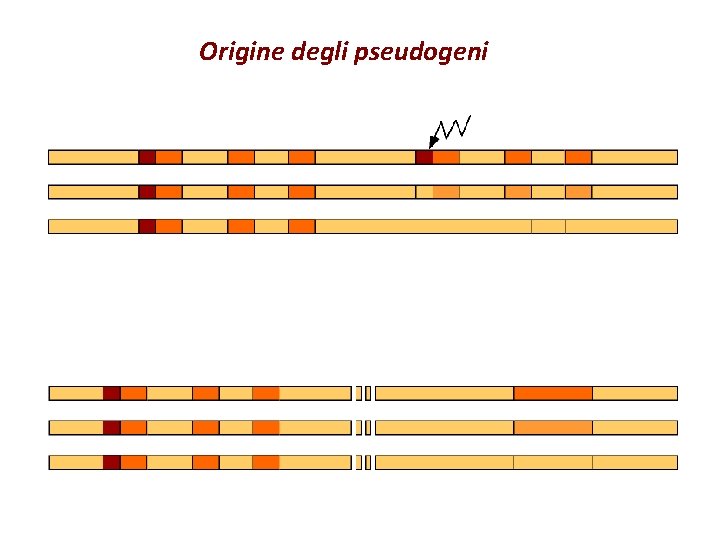 Origine degli pseudogeni 