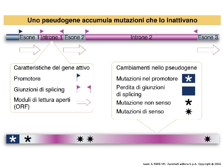 Lewin, IL GENE VIII, Zanichelli editore S. p. A. Copyright © 2006 