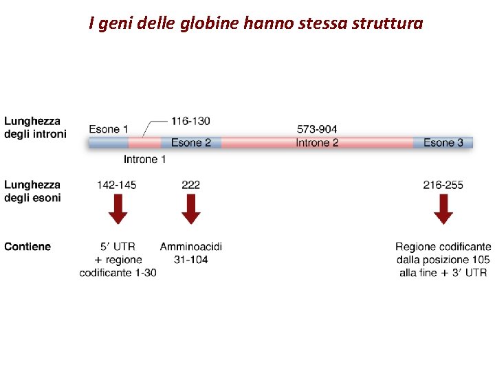 I geni delle globine hanno stessa struttura 