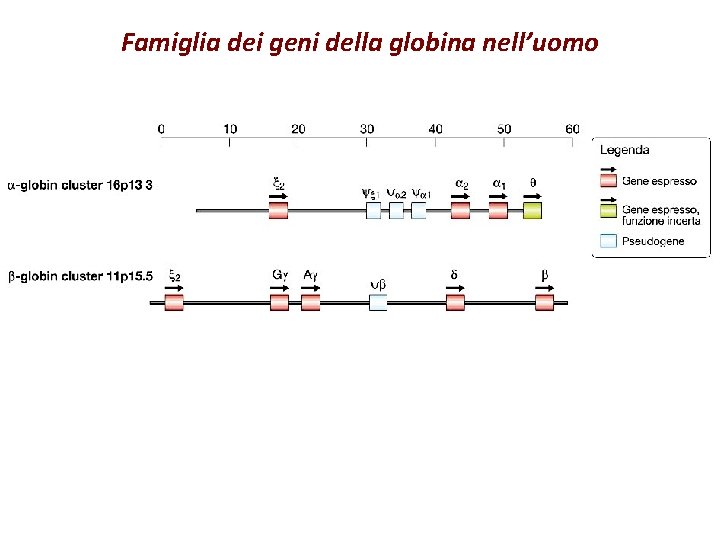 Famiglia dei geni della globina nell’uomo 