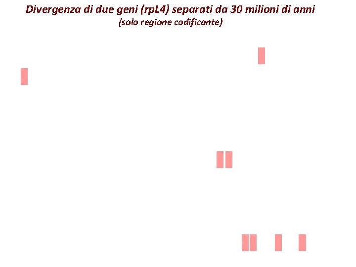 Divergenza di due geni (rp. L 4) separati da 30 milioni di anni (solo