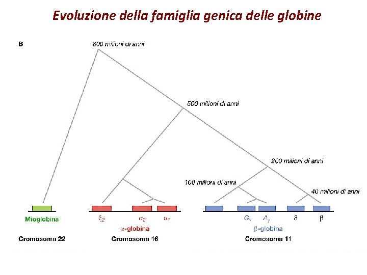 Evoluzione della famiglia genica delle globine 