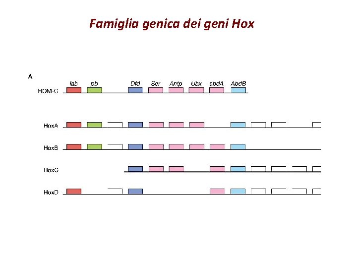 Famiglia genica dei geni Hox 