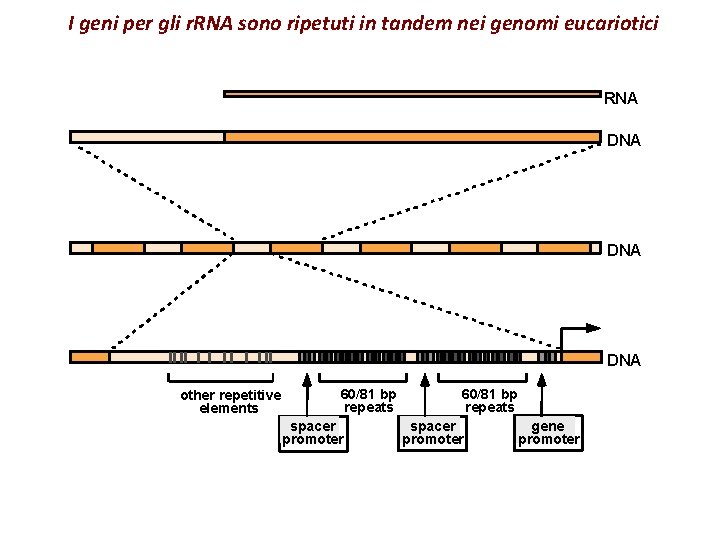I geni per gli r. RNA sono ripetuti in tandem nei genomi eucariotici RNA