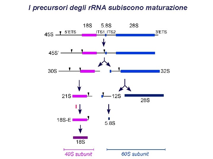 I precursori degli r. RNA subiscono maturazione 