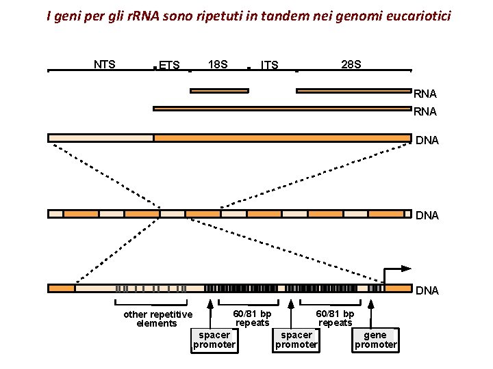 I geni per gli r. RNA sono ripetuti in tandem nei genomi eucariotici NTS