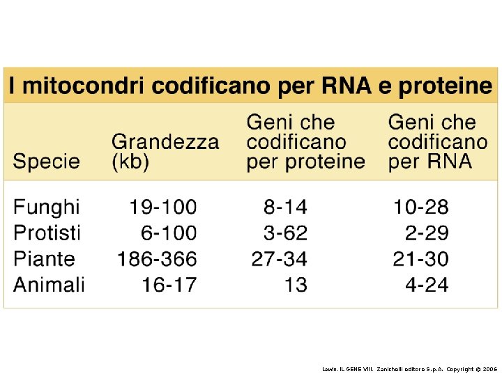 Lewin, IL GENE VIII, Zanichelli editore S. p. A. Copyright © 2006 