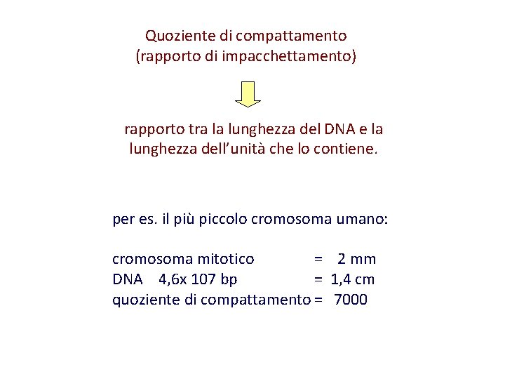 Quoziente di compattamento (rapporto di impacchettamento) rapporto tra la lunghezza del DNA e la