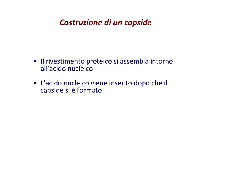 Costruzione di un capside • Il rivestimento proteico si assembla intorno all’acido nucleico •