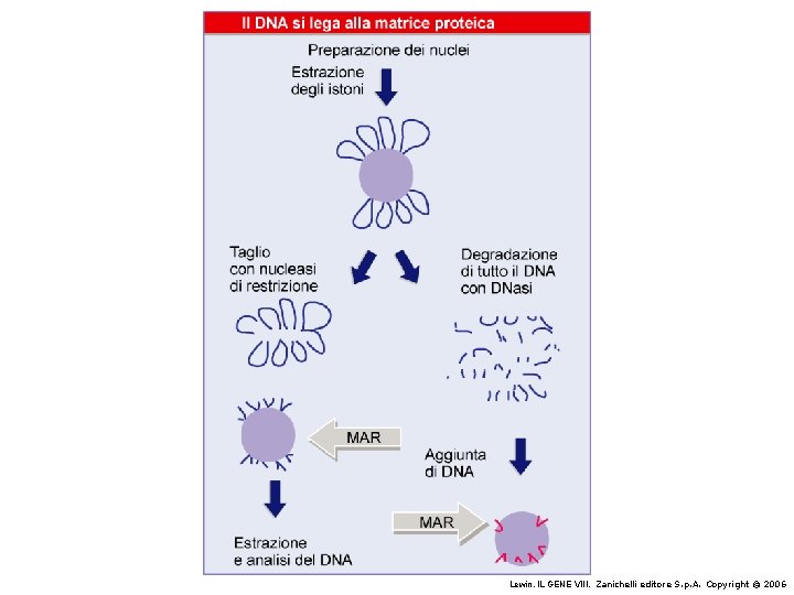 Lewin, IL GENE VIII, Zanichelli editore S. p. A. Copyright © 2006 