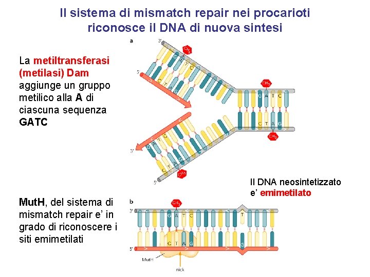 Il sistema di mismatch repair nei procarioti riconosce il DNA di nuova sintesi La