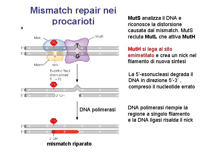 Mismatch repair nei procarioti T Mut. S analizza il DNA e riconosce la distorsione
