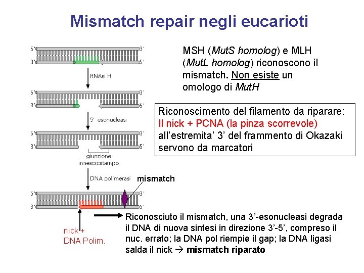 Mismatch repair negli eucarioti MSH (Mut. S homolog) e MLH (Mut. L homolog) riconoscono