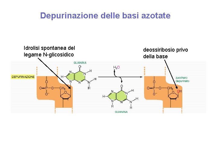 Depurinazione delle basi azotate Idrolisi spontanea del legame N-glicosidico deossiribosio privo della base 