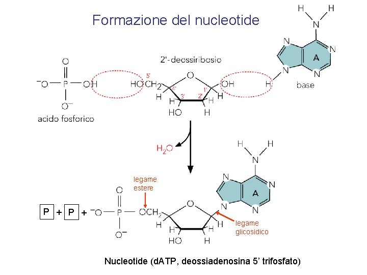 Formazione del nucleotide legame estere P + legame glicosidico Nucleotide (d. ATP, deossiadenosina 5’