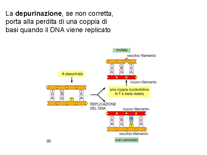 La depurinazione, se non corretta, porta alla perdita di una coppia di basi quando