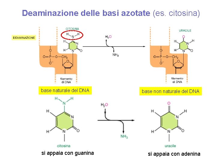 Deaminazione delle basi azotate (es. citosina) base naturale del DNA si appaia con guanina