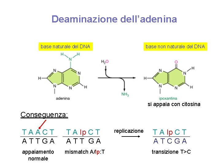 Deaminazione dell’adenina base naturale del DNA base non naturale del DNA si appaia con