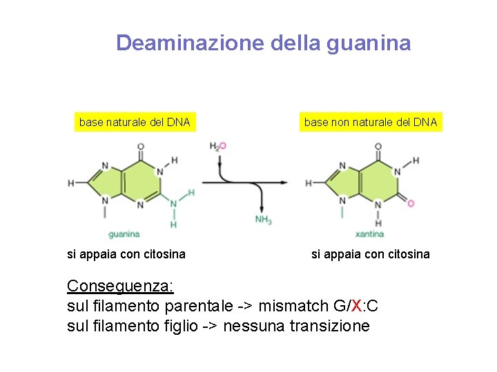 Deaminazione della guanina base naturale del DNA si appaia con citosina base non naturale