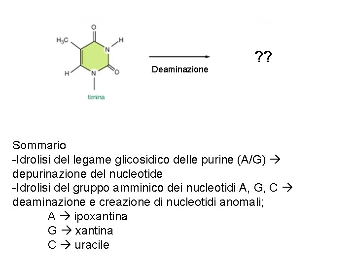 Deaminazione ? ? Sommario -Idrolisi del legame glicosidico delle purine (A/G) depurinazione del nucleotide