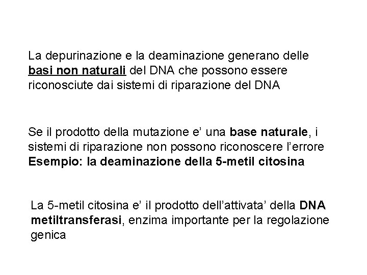 La depurinazione e la deaminazione generano delle basi non naturali del DNA che possono