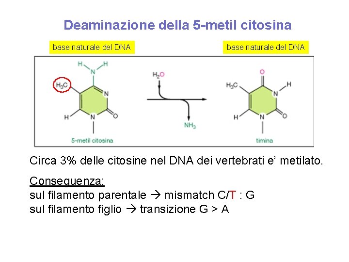 Deaminazione della 5 -metil citosina base naturale del DNA Circa 3% delle citosine nel