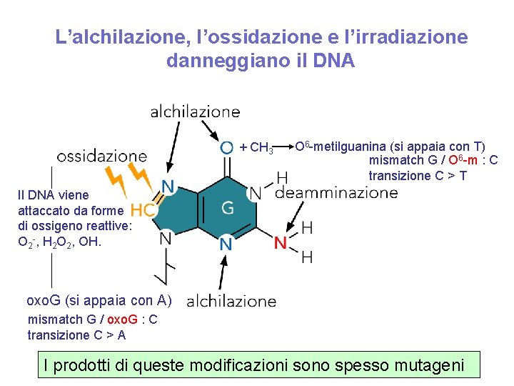 L’alchilazione, l’ossidazione e l’irradiazione danneggiano il DNA + CH 3 O 6 -metilguanina (si