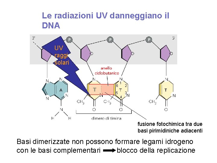 Le radiazioni UV danneggiano il DNA UV raggi solari 6 1 2 3 5