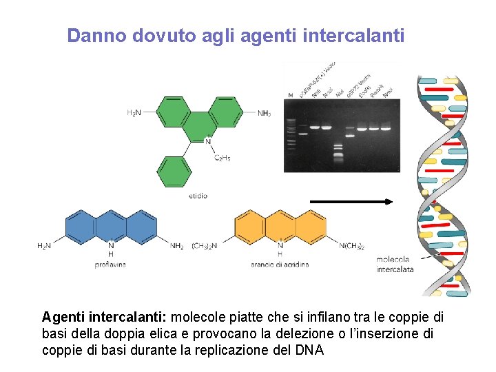 Danno dovuto agli agenti intercalanti Agenti intercalanti: molecole piatte che si infilano tra le