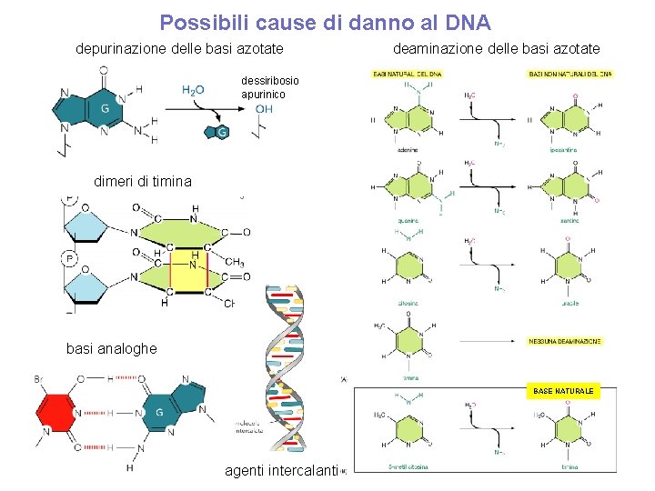 Possibili cause di danno al DNA depurinazione delle basi azotate deaminazione delle basi azotate