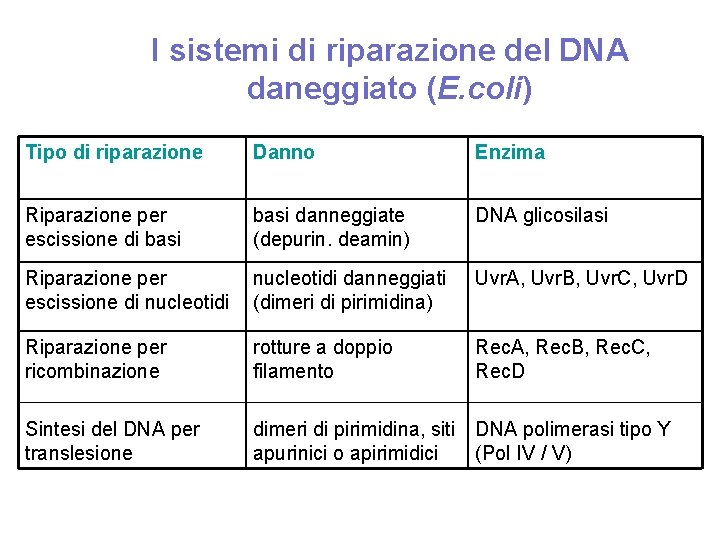I sistemi di riparazione del DNA daneggiato (E. coli) Tipo di riparazione Danno Enzima