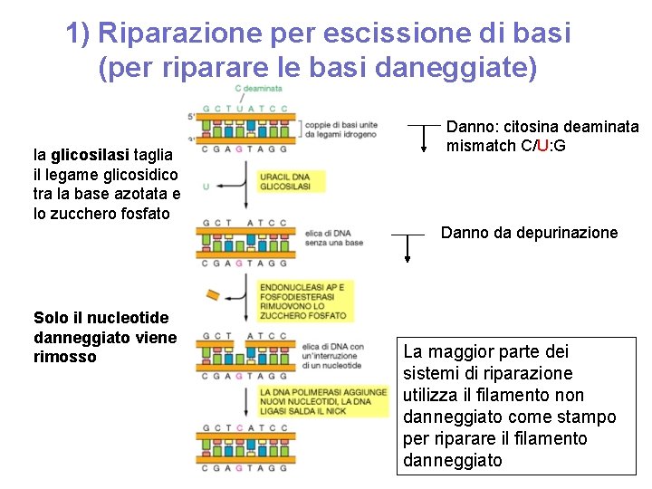 1) Riparazione per escissione di basi (per riparare le basi daneggiate) la glicosilasi taglia