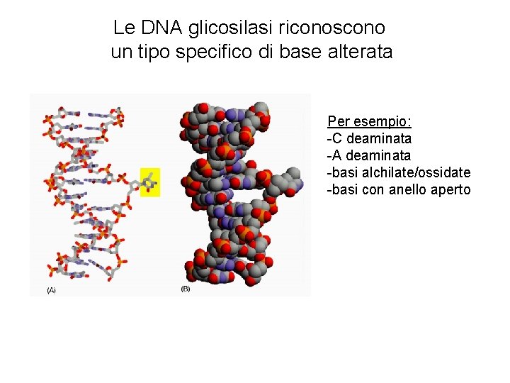 Le DNA glicosilasi riconoscono un tipo specifico di base alterata Per esempio: -C deaminata