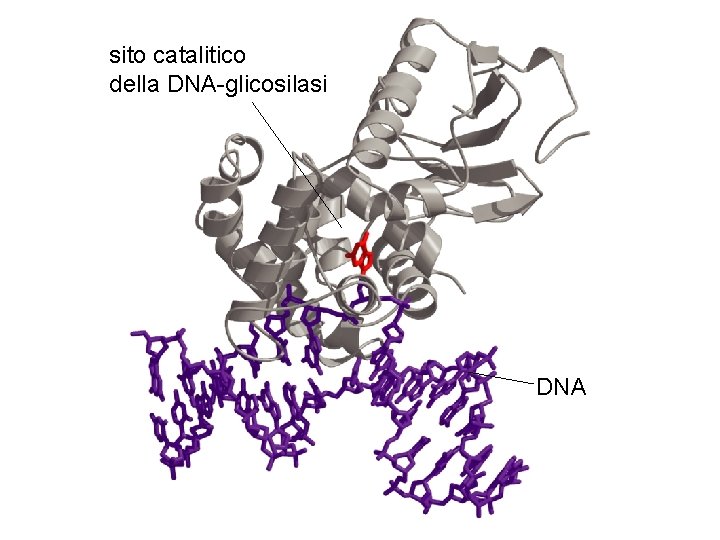 sito catalitico della DNA-glicosilasi DNA 
