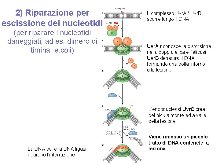 2) Riparazione per escissione dei nucleotidi (per riparare i nucleotidi daneggiati, ad es. dimero